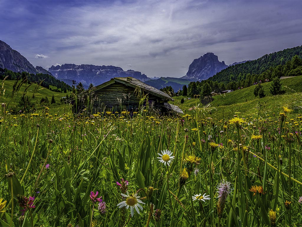 Prato in fiore e malga alpina sul Seceda