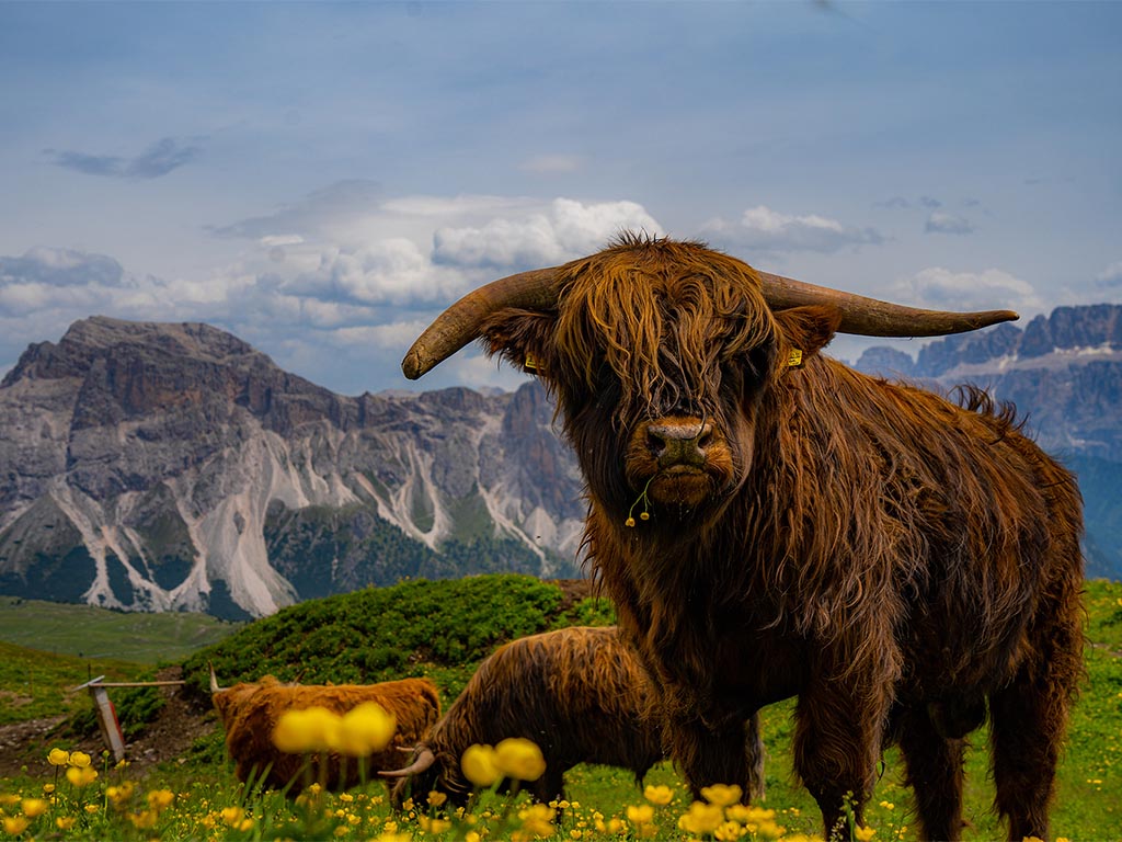 Hochlandrinder in den Dolomiten